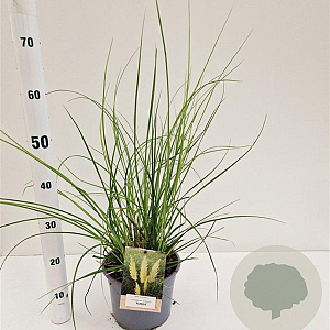 Cortaderia s. 'Pumila' gm 4,0L
