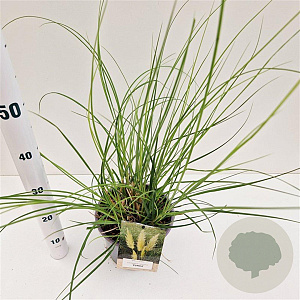 Cortaderia s. 'Pumila' gm 4,0L