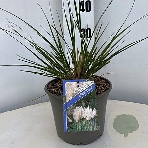 Cortaderia s. 'Pumila' gm 4,0L