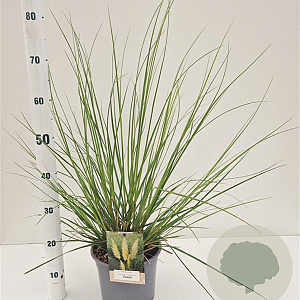 Cortaderia s. 'Pumila' gm 4,0L