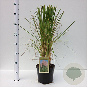 Cortaderia s. 'Rosea' 60-80 cm 4,0L