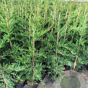 Cupressocyparis leylandii 100-125 cm 3,0L