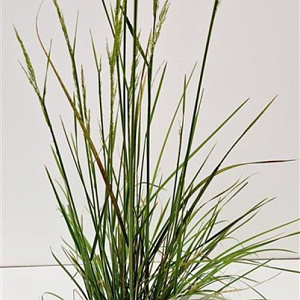 Deschampsia cesp. 'Goldschleier' 60-80 cm 4,0L