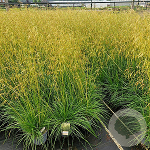 Deschampsia cesp. 'Goldschleier' 60-80 cm 4,0L