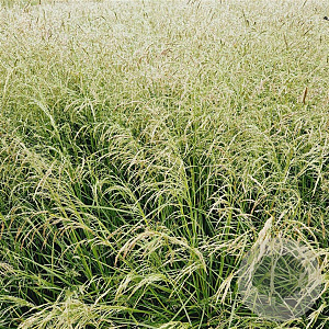 Deschampsia cesp. 'Goldtau' gm 4,0L
