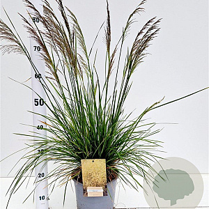 Deschampsia cesp. 'Goldtau' gm 4,0L