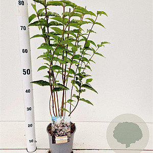 Deutzia scabra 30-40 cm 2,5L