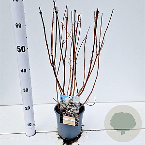 Deutzia scabra 30-40 cm 2,5L