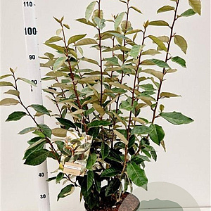 Elaeagnus ebbingei 80-100 cm 7,5L