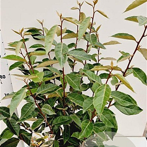Elaeagnus ebbingei 80-100 cm 7,5L