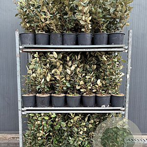 Elaeagnus ebb. 'Compacta' 40-50 cm 5,0L