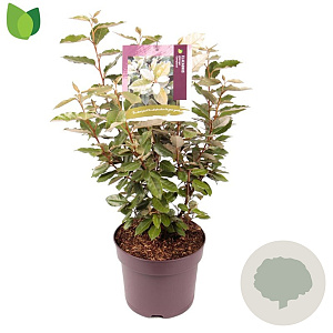 Elaeagnus ebb. 'Compacta' 40-50 cm 7,5L