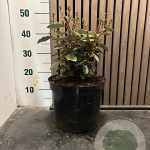 Elaeagnus ebb. 'Compacta' 40-50 cm 7,5L