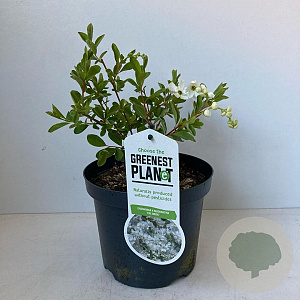 Exochorda 'The Bride' 30-40 cm 3,0L