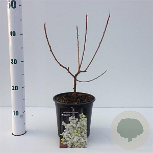 Exochorda racem. 'Niagara' 25-30 cm 2,5L