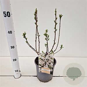 Exochorda racem. 'Niagara' 30-40 cm 2,5L