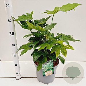 Fatsia japonica 40-50 cm 7,5L