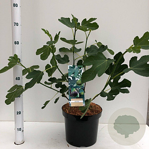 Ficus car. 'Brown Turkey' 40-50 cm 7,5L