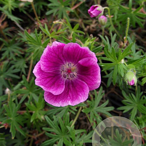 Geranium sang. 'Elke' GM P9