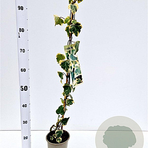 Hedera colchica 'Dentata Variegata' 70-80 cm rozenpot 2L