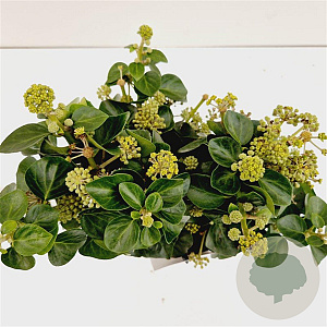 Hedera hib. 'Arbori Compact' 20-30 cm 2,5L