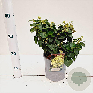 Hedera hib. 'Arbori Compact' 20-30 cm 2,5L