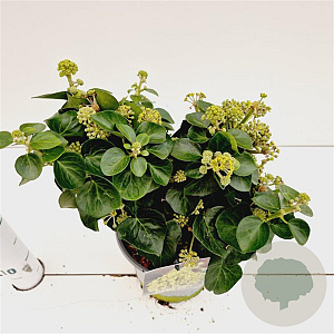 Hedera hib. 'Arbori Compact' 20-30 cm 2,5L