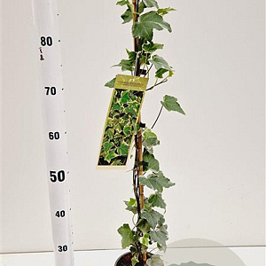 Hedera hel. 'Glacier' 70-80 cm rozenpot 2L