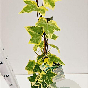 Hedera hel. 'Goldchild' 70-80 cm rozenpot 2L