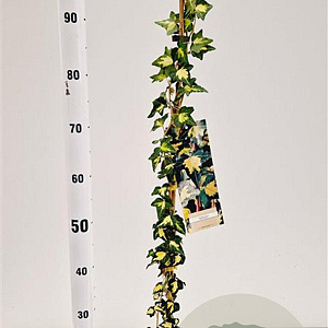Hedera hel. 'Goldheart' 70-80 cm rozenpot 2L