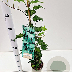 Hedera hel. 'Green Ripple' 70-80 cm rozenpot 2L