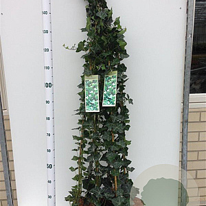 Hedera hibernica 100-125 cm 2,5L
