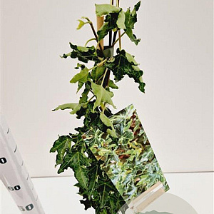 Hedera hel. 'Ivalace' 70-80 cm rozenpot 2L