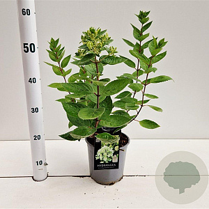 Hydrangea pan. 'Bombshell' 25-30 cm 2,5L