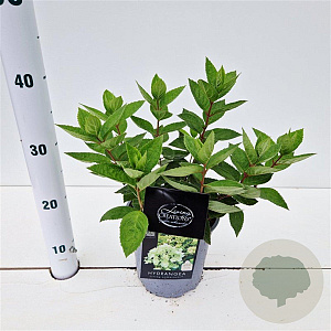 Hydrangea pan. 'Bombshell' 25-30 cm 2,5L
