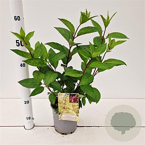 Hydrangea pan. Candlelight 30-40 cm 2,5L