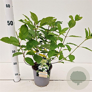 Hydrangea pan. Dart's Little Dot 25-30 cm 2,5L