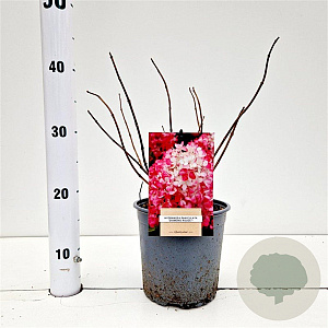 Hydrangea pan. Diamand Rouge 25-30 cm 2,5L