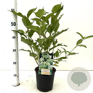 Hydrangea pan. 'Kyushu' 40-50 cm 2,5L