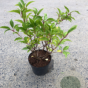 Hydrangea pan. 'Kyushu' 40-50 cm 3,0L