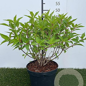 Hydrangea pan. 'Kyushu' 40-50 cm 3,0L