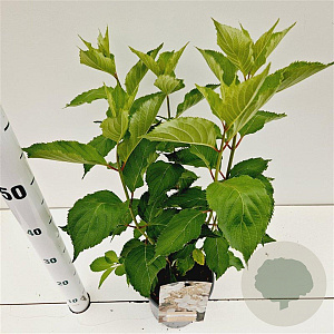 Hydrangea pan. 'Levana' 40-50 cm 2,5L