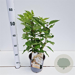 Hydrangea pan. 'Levana' 40-50 cm 2,5L