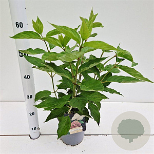 Hydrangea pan. 'Phantom' 30-40 cm 2,5L