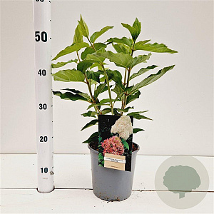 Hydrangea pan. 'Phantom' 30-40 cm 2,5L
