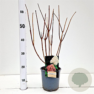 Hydrangea pan. 'Phantom' 30-40 cm 2,5L