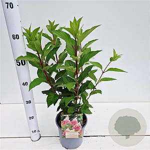 Hydrangea pan. Pinky Winky 30-40 cm 2,5L