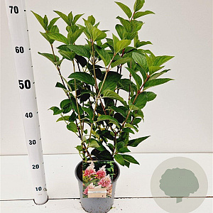 Hydrangea pan. Pinky Winky 30-40 cm 2,5L