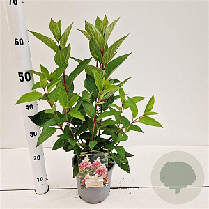 Hydrangea pan. Pinky Winky 30-40 cm 2,5L