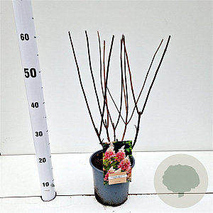 Hydrangea pan. Pinky Winky 30-40 cm 2,5L